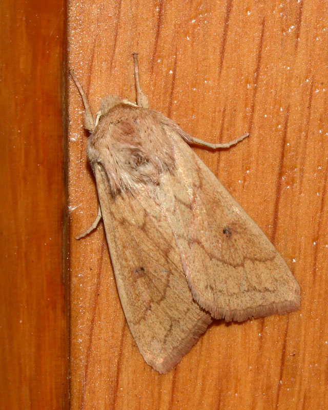 Noctuidae da determinare